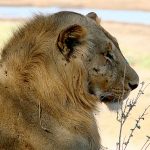 Lions live in groups called pride whose territory may include some 100 square miles