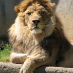 Lions live in groups called pride that consists of a dozen or so females, up to three males, and their young whose territory may include some 259 square kilometers