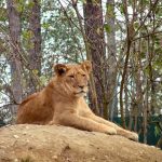 Lions live in groups called pride that consists of a dozen or so females, up to three males, and their young whose territory may include some 259 square kilometers of open woodlands, grasslands, or scrub