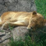 Lions live in groups called pride that consists of a dozen or so females, up to three males, and their young whose territory may include some 100 square miles of open woodlands, grasslands, or scrub