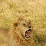 A lion marks an area with urine