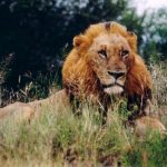 A lion marks its area with urine