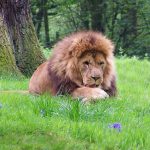 Lions mark their area with urine