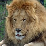 Lions roar menacingly to warn intruders