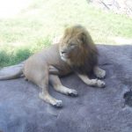 A lion chases off animals that encroach on its turf