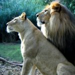 Lionesses are the pride's main hunters