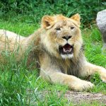 Lionesses are the pride's hunters who prey upon antelopes, wildebeest, zebras, and other large animals of the open grasslands