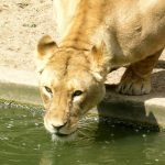 Lion cubs do not hunt until they are a year old