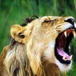 Lions once roamed most of Africa