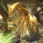 Lions are found only in sub-Saharan Africa