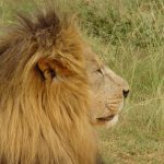 Lion is dwarfed slightly by the tiger