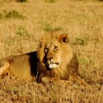 Lions live in groups called prides that are family units that include up to a dozen or so females, three males, and their young