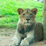 Lions live in groups of around 30 lions