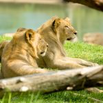 A lion's roar can be heard up to 8 km away