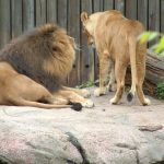 Lions at Cleveland Metroparks Zoo
