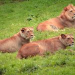 Male lions spend their time guarding