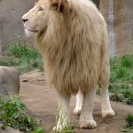 Male lions spend their time guarding the cubs and their territory