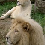 Male lions guard the cubs and their territory