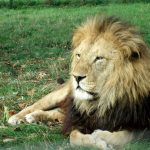 Male lions maintain the boundaries of their territory