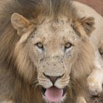 Lions live in groups called prides that are families that include up to a dozen or so females, three males, and their young