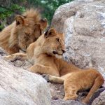 Male lions spend their time guarding the cubs and maintaining the boundaries of their territory