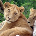 Male lions spend their time guarding the cubs and maintaining the boundaries of their territory by roaring