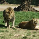 Male lions spend their time maintaining the boundaries of their territory by roaring