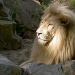 Male lions spend their time maintaining the boundaries of their territory by roaring, and chasing off intruders