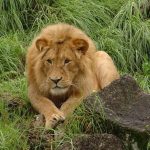 Male lions spend their time guarding the cubs and maintaining the boundaries of their territory by roaring, and chasing off intruders