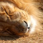 Male lions spend their time guarding the cubs and maintaining the boundaries of their territory by roaring, chasing off intruders, and marking it with urine