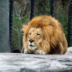 The thick manes are a unique trait to male lions that protect their necks when they fight