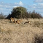 The thick manes of male lions protect their necks when they fight