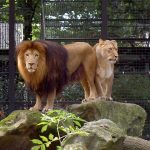 Female lions are smaller than males