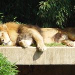 Female lions are more agile than males