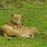 Female lions are more agile and smaller than males