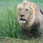 Female lions use teamwork to bring a prey down