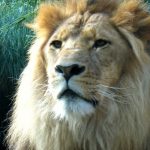 Female lions use teamwork to bring their prey down