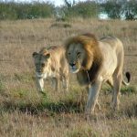 Lionesses use teamwork to bring a prey down