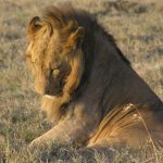 Lionesses use teamwork to bring their prey down