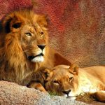 Lionesses use teamwork to bring their prey down since their prey is generally faster than them