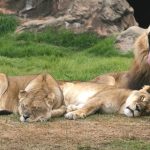 Female lions use teamwork to bring their prey down since their prey is generally faster than them
