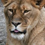 A female lion uses teamwork to bring its prey down since the prey is generally faster than them