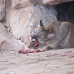 Female lions are the main hunters of the group who use teamwork to bring their prey down since their prey is faster than them