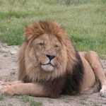 A lion's prey includes antelopes, buffaloes, young elephants, zebras, rhinos, hippos, crocodiles wild hogs, and giraffes
