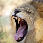 Sometimes lions eat smaller prey like mice, hares, birds, lizards, and tortoises