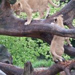 A lion's prey includes antelopes, buffaloes, young elephants, zebras, rhinos, hippos, crocodiles wild hogs, and giraffes but sometimes eat smaller prey like mice, hares, birds, lizards, and tortoises