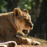 A lion's prey includes buffaloes, young elephants, zebras, rhinos, hippos, crocodiles wild hogs, and giraffes but sometimes eat smaller prey like mice, hares, birds, and tortoises