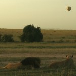 Wild lions currently exist in Asia and in sub-Saharan Africa