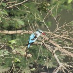 The birdlife in Kenya is considered to be at its prime from September to April