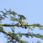 The birdlife in Kenya is at its prime from September to April